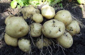 Биологические особенности и условия выращивание картофеля