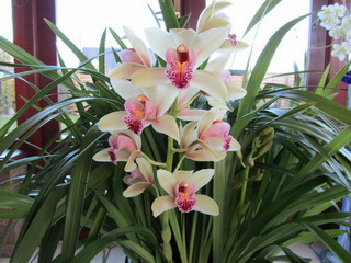 Виды Орхидей С Фото И Названиями Цимбидиум