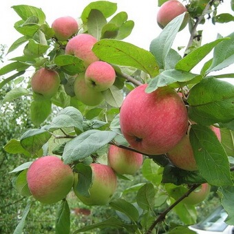 Летние, осенние и зимние сорта яблонь для средней полосы России и других регионов