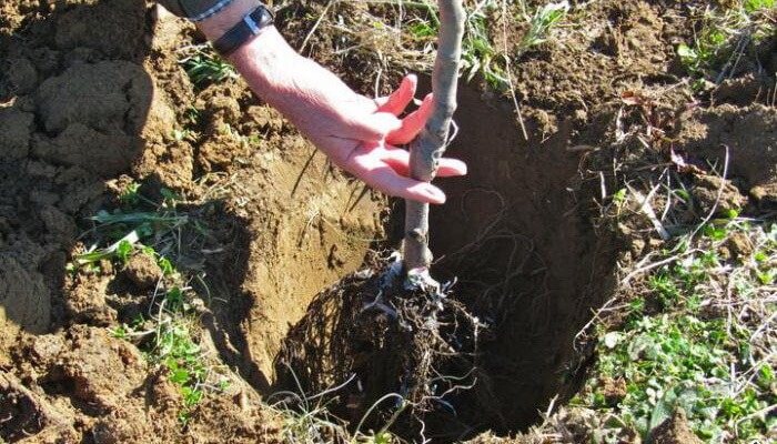 Как правильно сажать яблони и груши: технология правильной посадки саженцеви ошибки садоводов