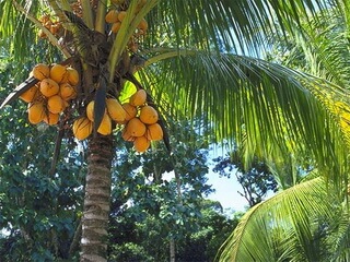 Как вырастить кокосовую пальму в домашних условиях?
