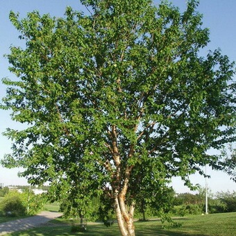 Черемуха Фото Дерева И Листьев