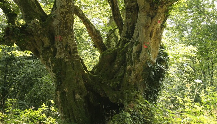 Дерево Граб Фото Листа