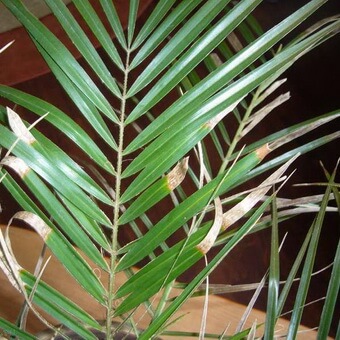 Сохнут листья у домашней пальмы