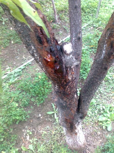 Болезни Персиковых Деревьев И Их Лечение Фото
