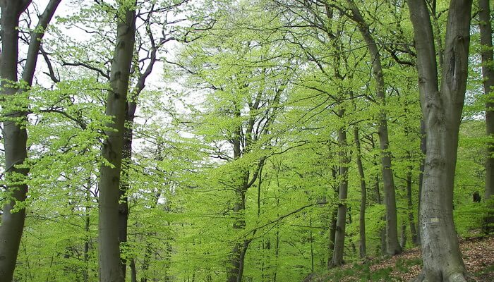 Бук Фото Дерева И Листьев