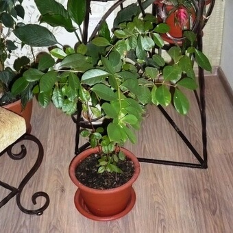 Суринамская вишня (питанга): фото фруктов, выращивание в домашних условиях,полезные свойства и применение