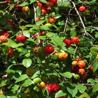 Суринамская вишня (питанга): фото фруктов, выращивание в домашних условиях,полезные свойства и применение