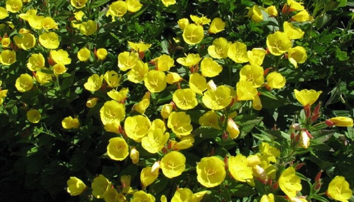Красивые желтые цветы многолетники для сада: каталог с названиями и фото.