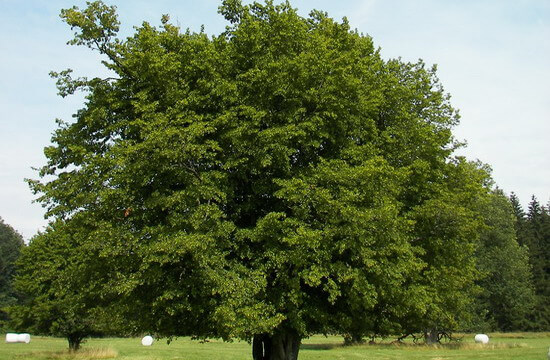 Дерево С Узкими Длинными Листьями Фото