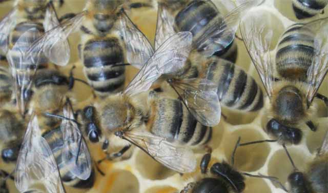 Пчелы породы Карника, пример 2