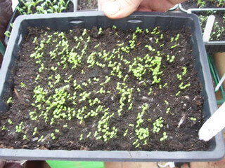 Выращивание земляники из семян: описание и фото. Уход за рассадой клубники,которая получена из семян.