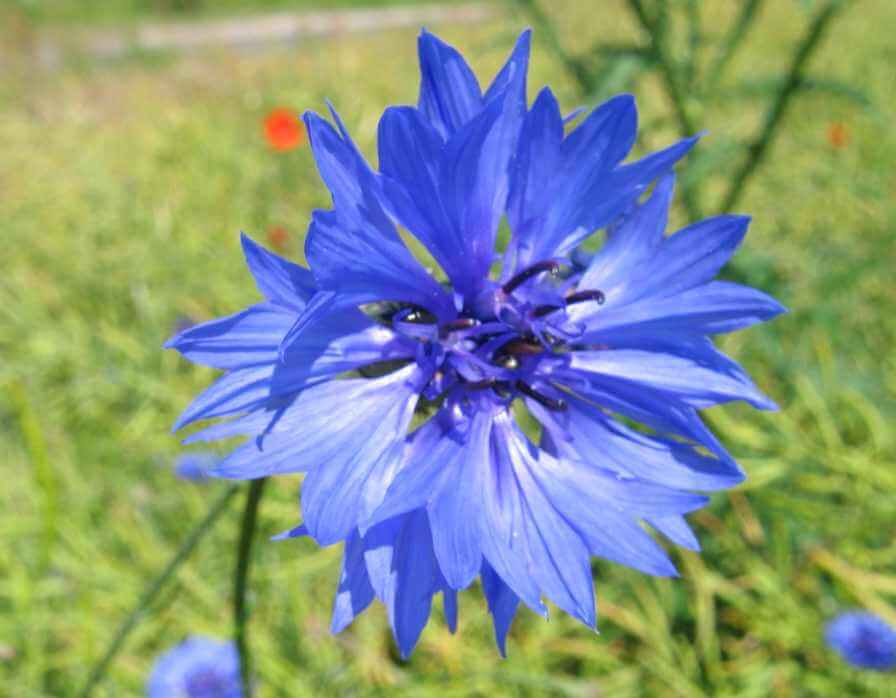 Реферат: Волошка синя - Centaurea cyanus L