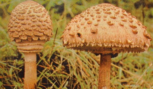 Шницель в венском стиле из грибов Portobello от шеф-повара Марселя Биро