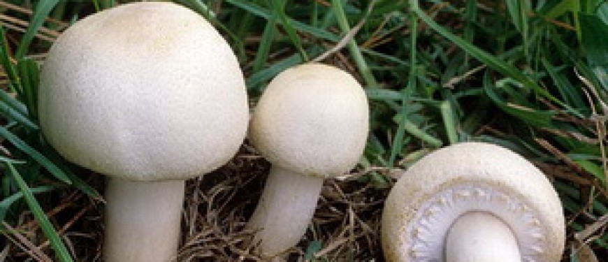 Виды грибов шампиньонов: фото и описание лесных, полевых, луговых и .